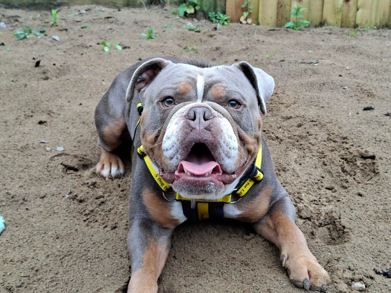 Odin