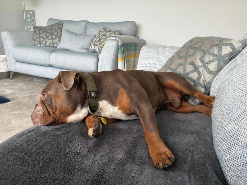 Odin - Image 5 of 5