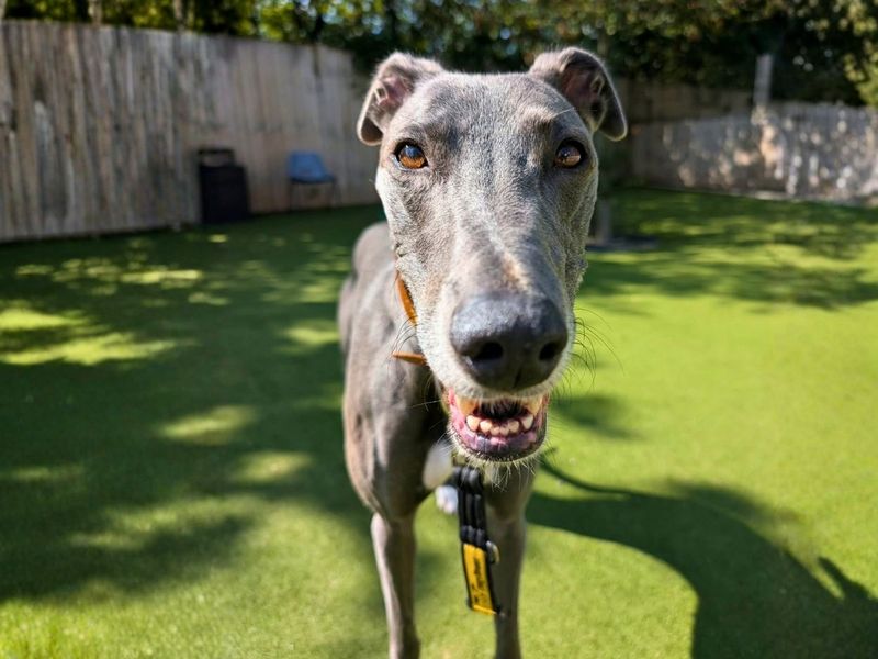 Bonnie | Lurcher | Manchester - 2