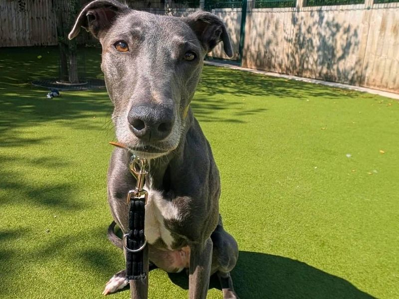 Bonnie | Lurcher | Manchester - 4