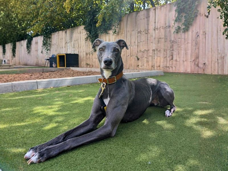 Bonnie | Lurcher | Manchester - 7