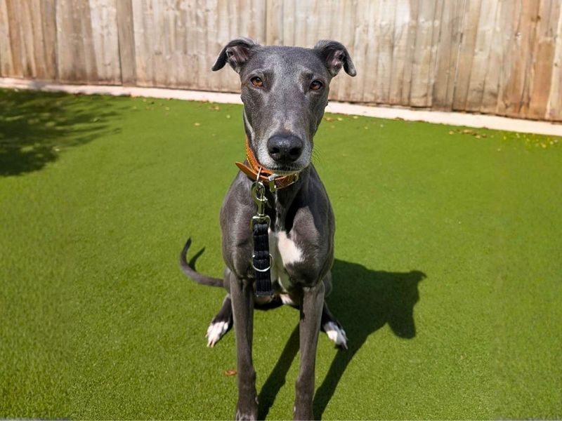 Bonnie | Lurcher | Manchester - 6