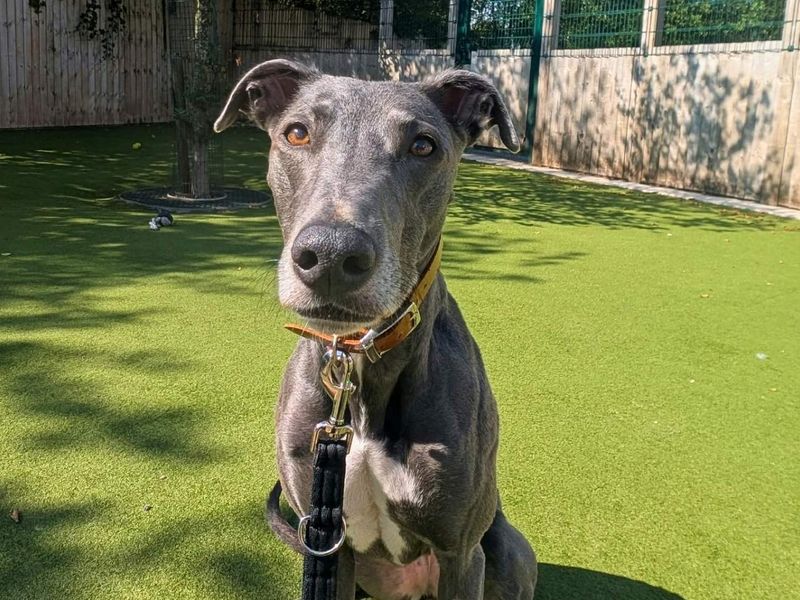Bonnie | Lurcher | Manchester - 1