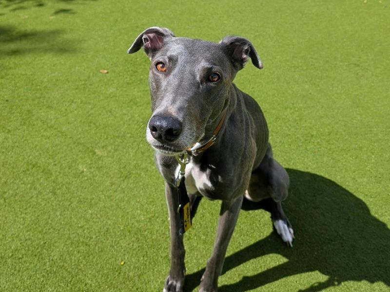 Bonnie | Lurcher | Manchester - 3