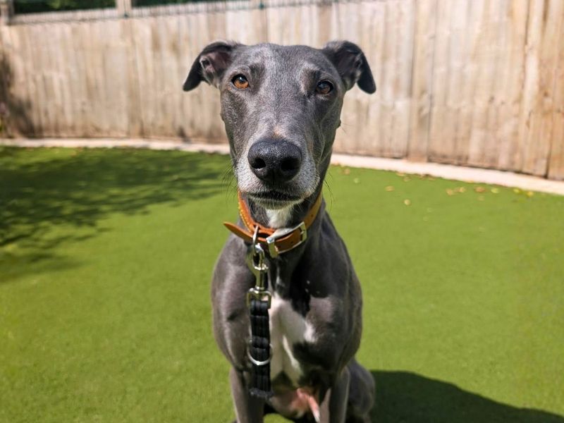 Bonnie | Lurcher | Manchester - 5
