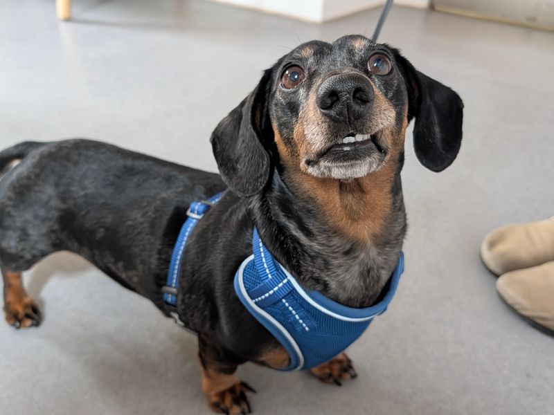 Biggie | Dachshund (Miniature Smooth Haired) | Salisbury (Wiltshire) - 3