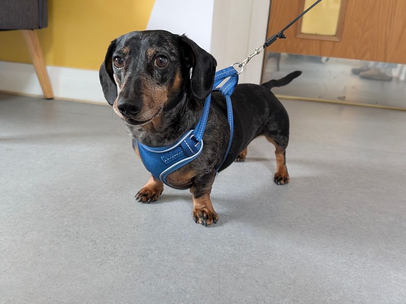 Biggie | Dachshund (Miniature Smooth Haired) | Salisbury (Wiltshire) - 2