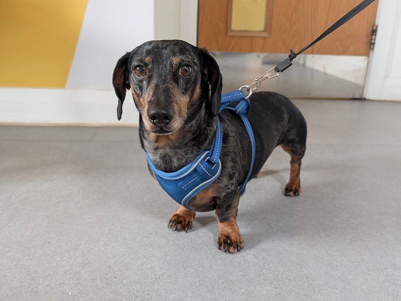 Biggie | Dachshund (Miniature Smooth Haired) | Salisbury (Wiltshire) - 4