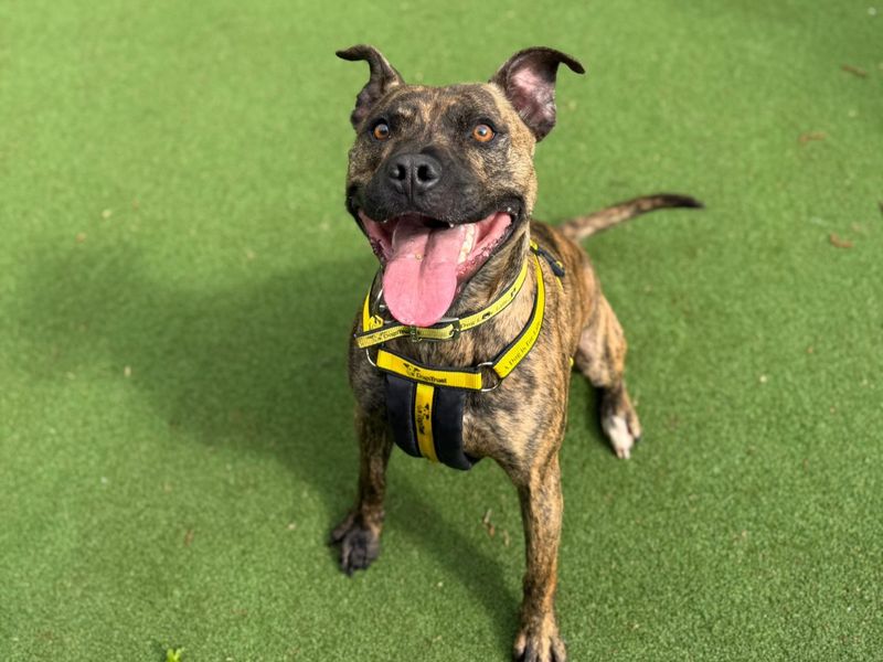Staffordshire Bull Terrier Dogs And Puppies For Adoption