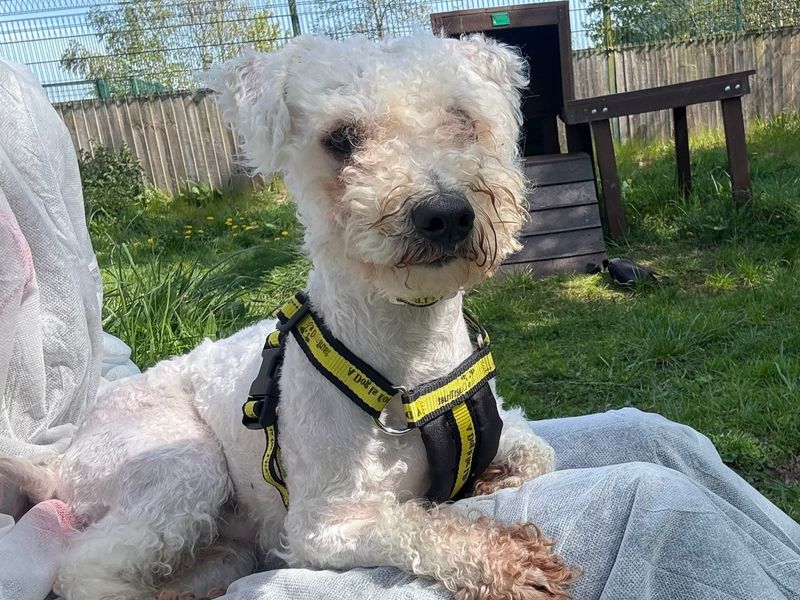 Poodle Dogs And Puppies For Adoption