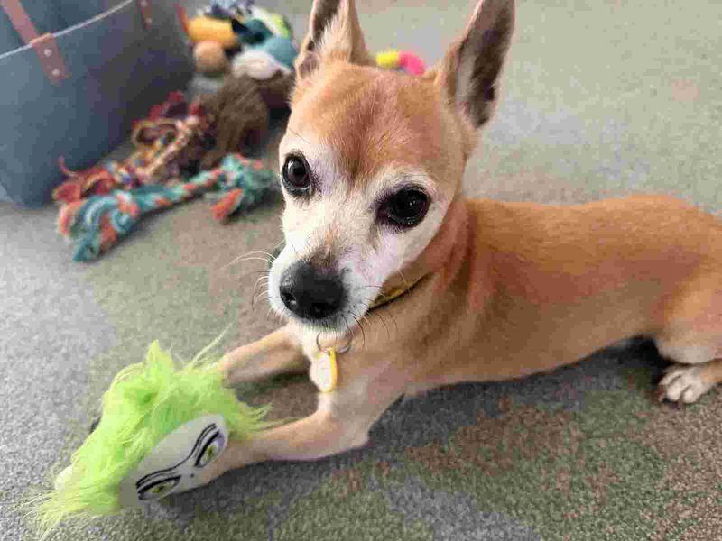 Charlie - Image 2 of 3