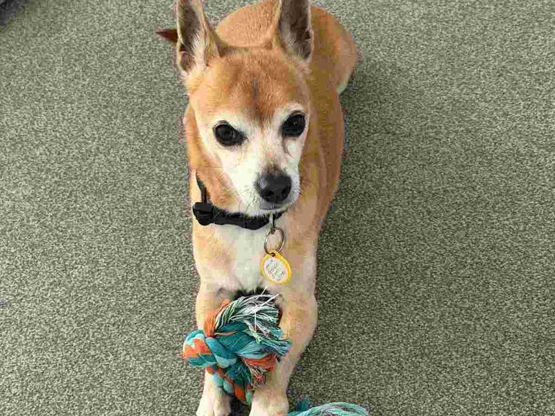 Charlie - Image 3 of 3