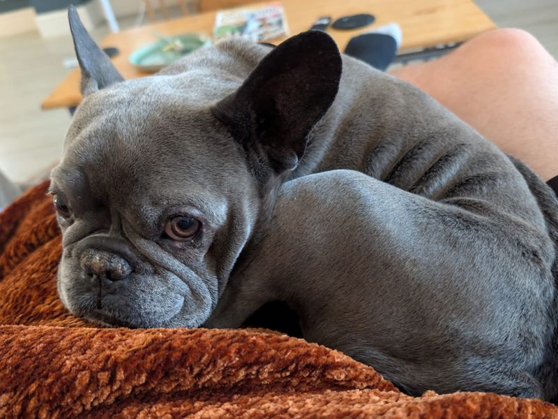 Nina | French Bulldog | Merseyside (Liverpool) - 5