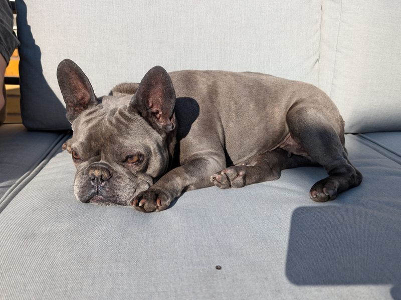 Nina | French Bulldog | Merseyside (Liverpool) - 2