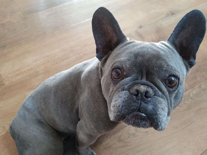 Nina | French Bulldog | Merseyside (Liverpool) - 3