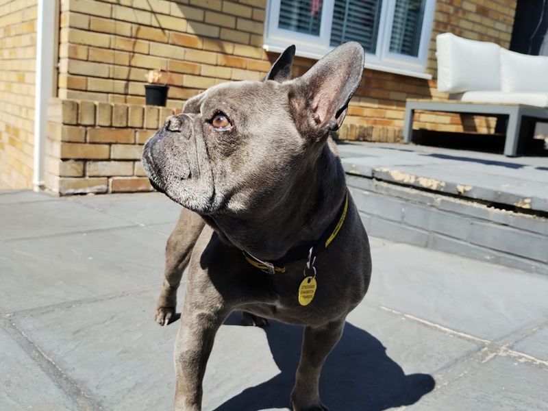 Nina | French Bulldog | Merseyside (Liverpool) - 4