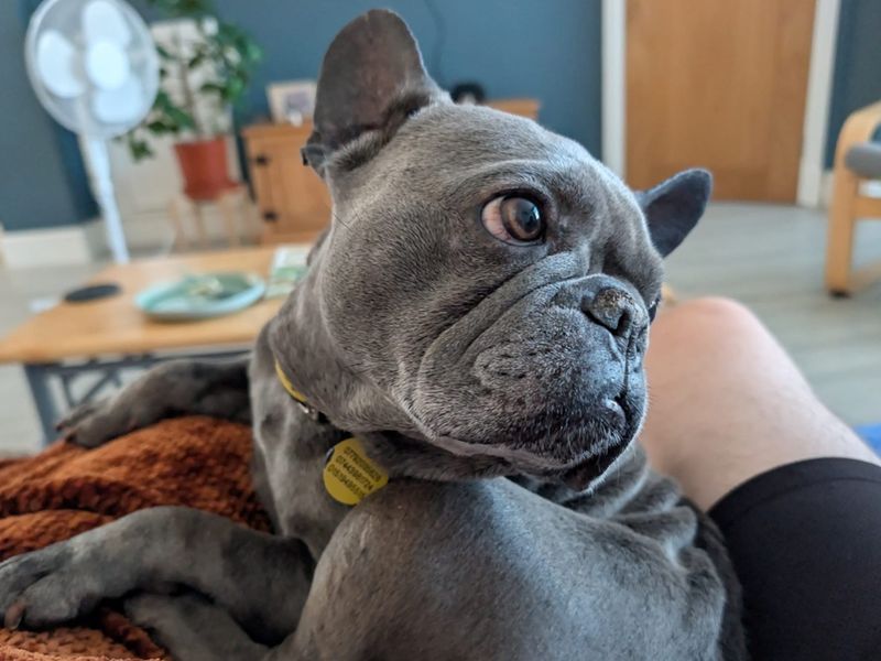 Nina | French Bulldog | Merseyside (Liverpool) - 6