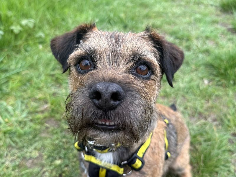 undefined | Terrier (Border) | undefined - 1