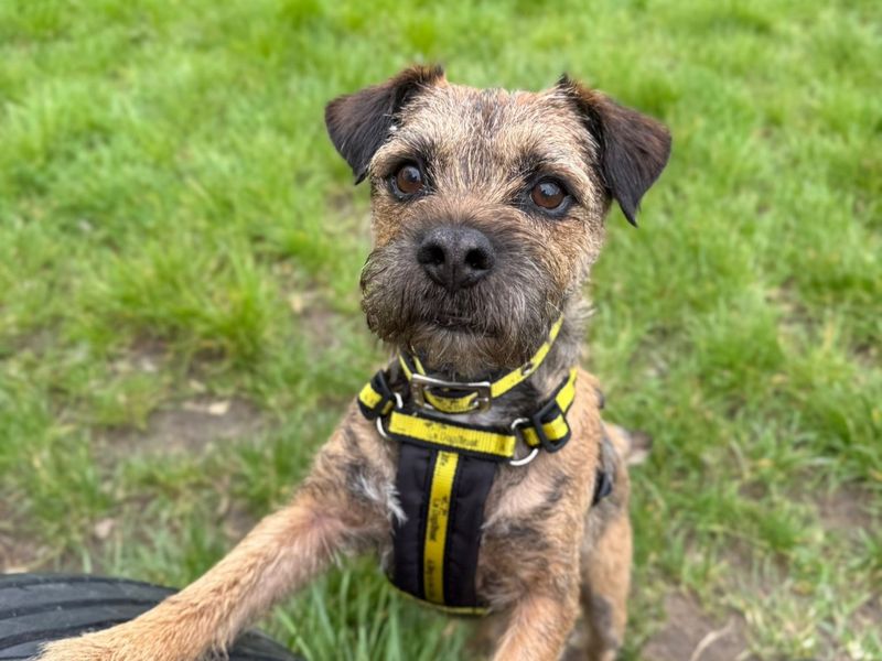 undefined | Terrier (Border) | undefined - 2