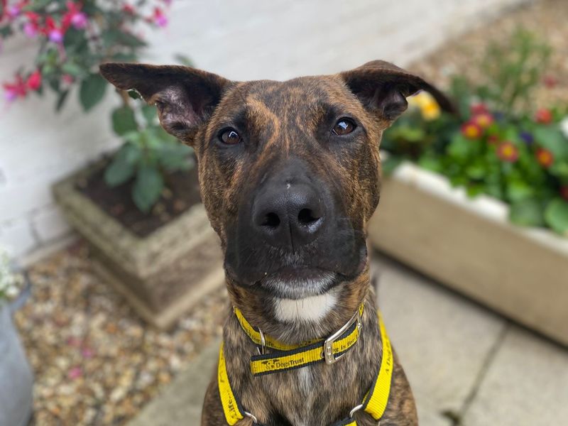 Zeb | Lurcher | Shrewsbury (Shropshire) - 1