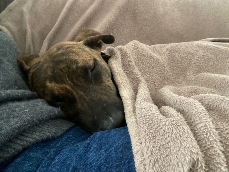 undefined | Lurcher | undefined - 2