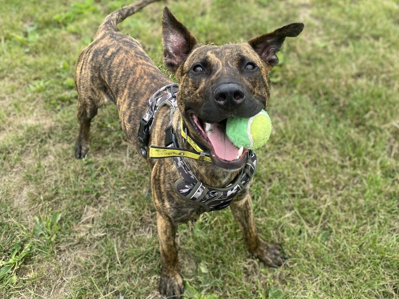 Zeb | Lurcher | Shrewsbury (Shropshire) - 1