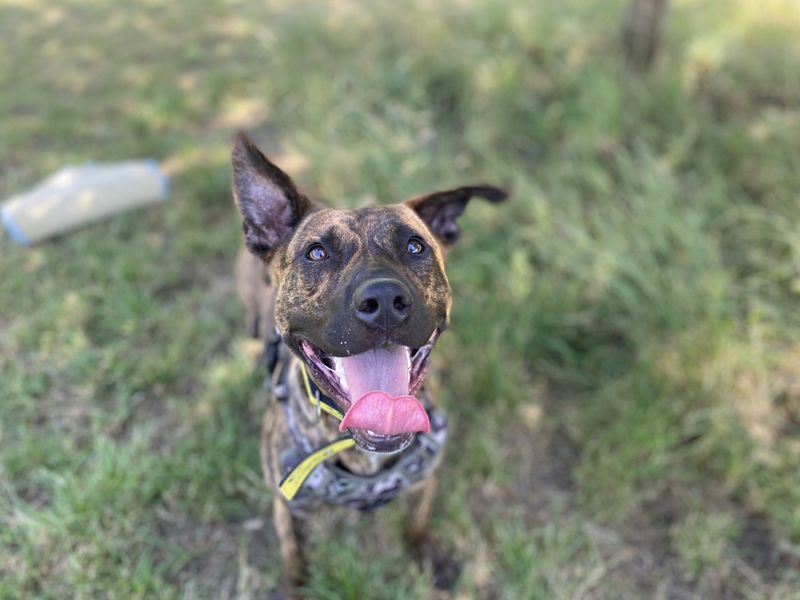Zeb | Lurcher | Shrewsbury (Shropshire) - 3
