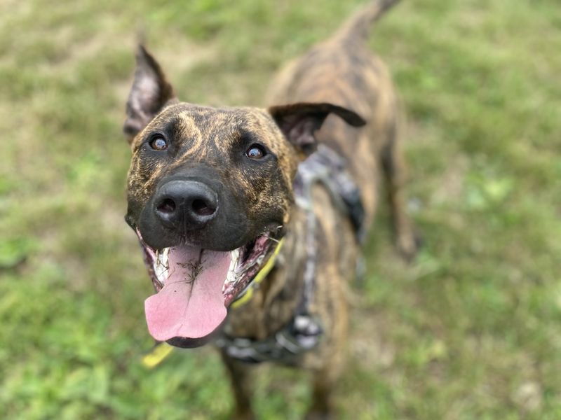Zeb | Lurcher | Shrewsbury (Shropshire) - 4