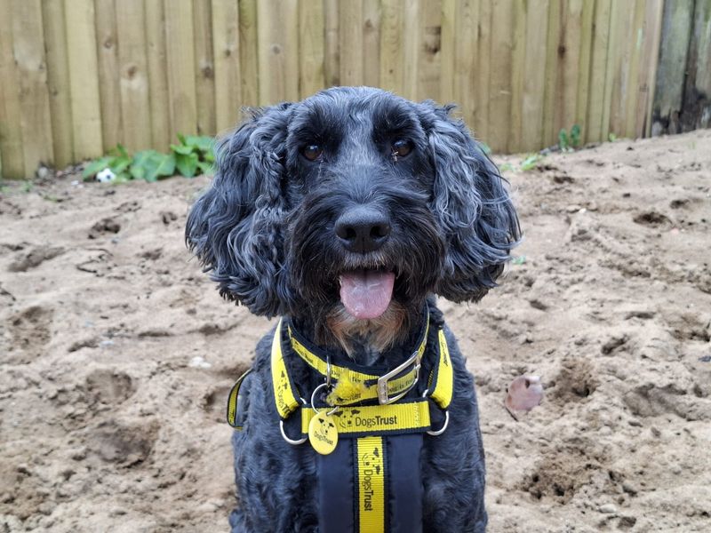 Cocker Spaniel Dogs And Puppies For Adoption