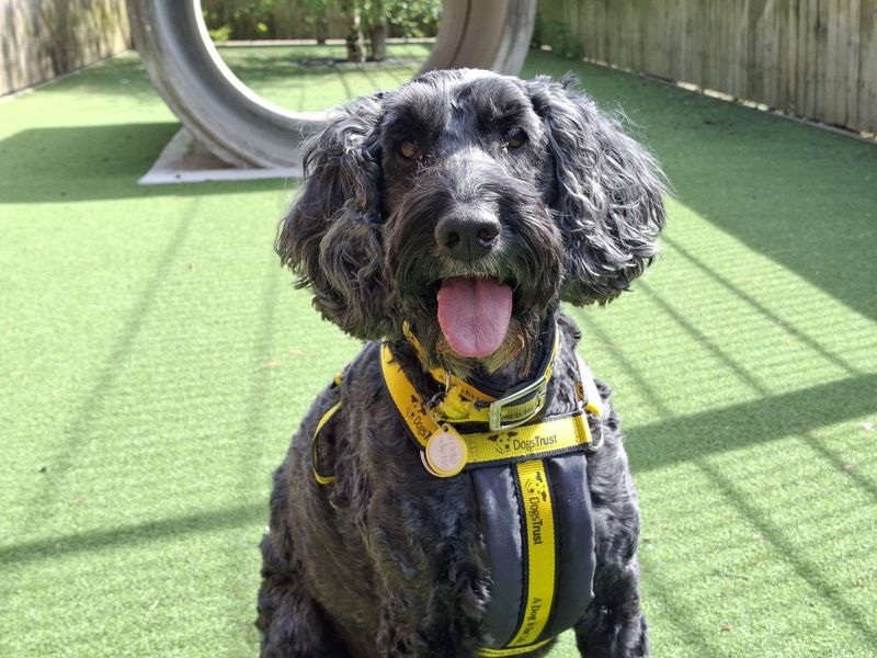 Barney | Poodle (Standard) Cross | Ilfracombe - 1