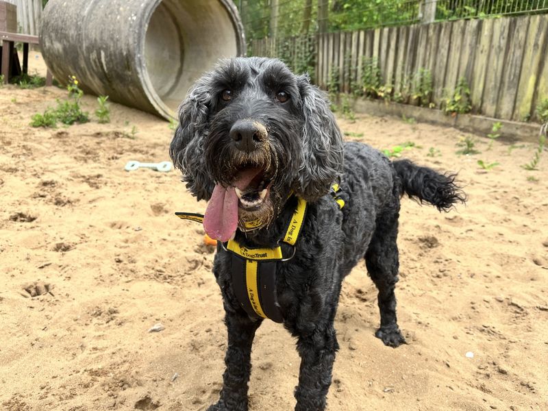 undefined | Poodle (Standard) Cross | undefined - 1