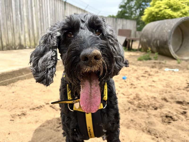 undefined | Poodle (Standard) Cross | undefined - 2