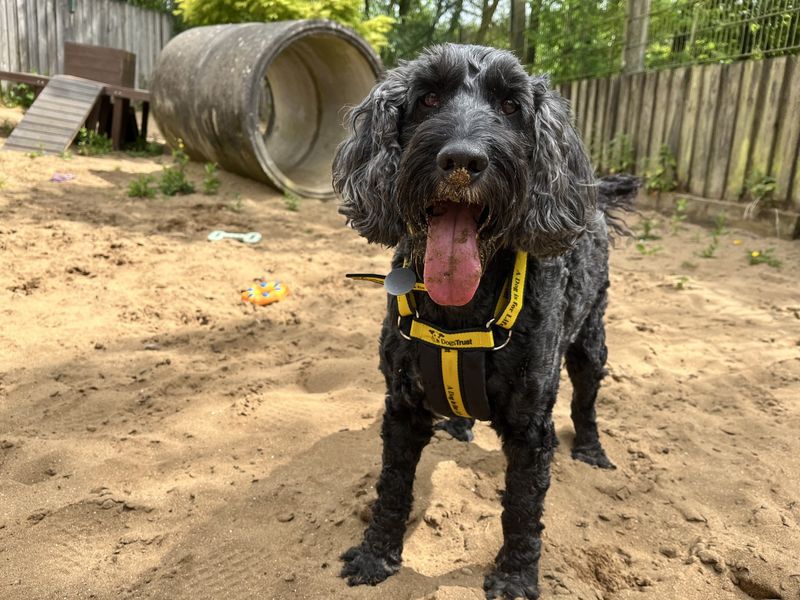 undefined | Poodle (Standard) Cross | undefined - 3