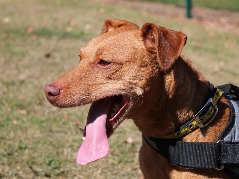 Nellie | Terrier (Patterdale) | Merseyside (Liverpool) - 5