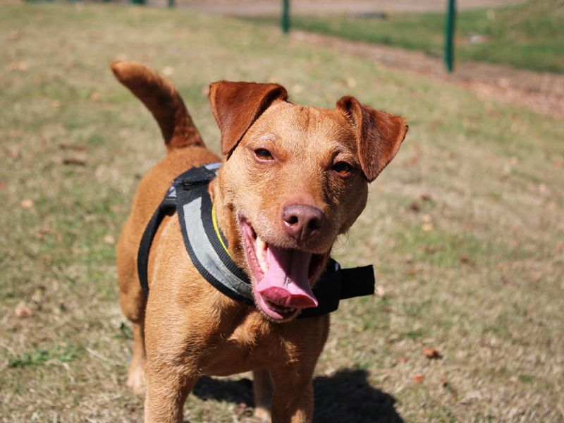 Nellie | Terrier (Patterdale) | Merseyside (Liverpool) - 1