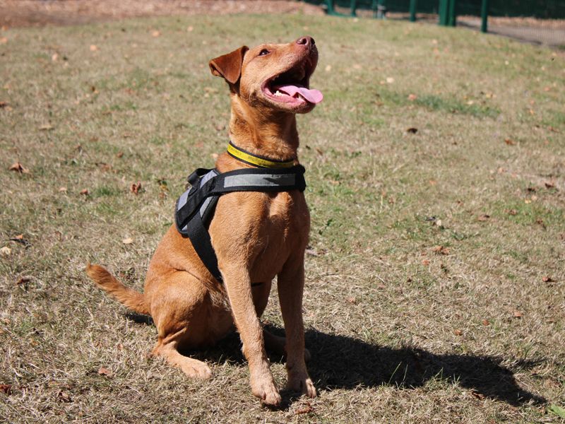 Nellie | Terrier (Patterdale) | Merseyside (Liverpool) - 3