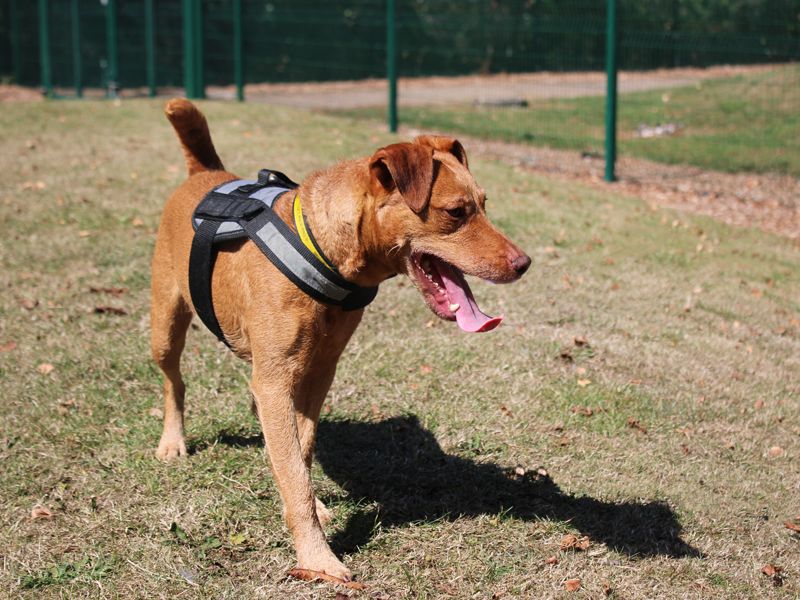 Nellie | Terrier (Patterdale) | Merseyside (Liverpool) - 4
