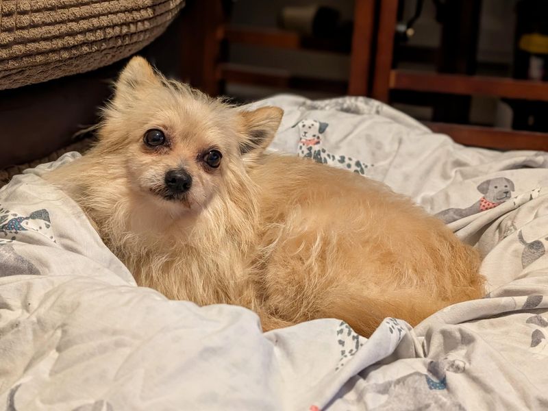 Crouton - Image 2 of 9