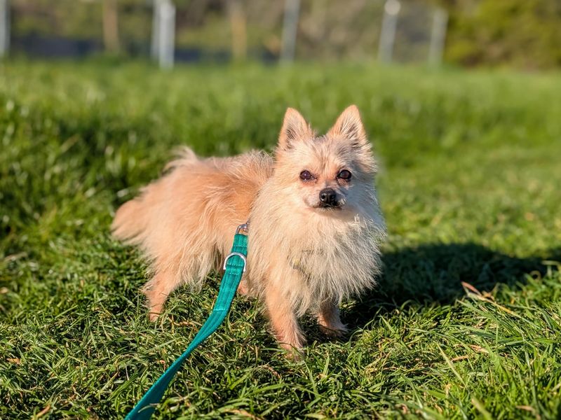 Crouton - Image 6 of 9