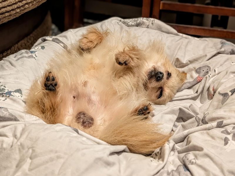 Crouton - Image 4 of 9