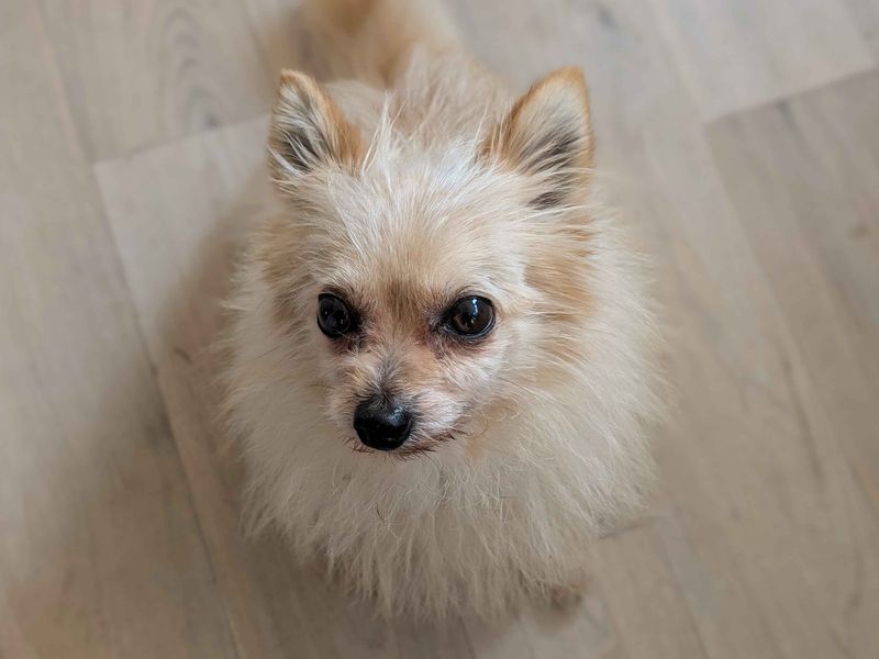 Crouton - Image 7 of 9