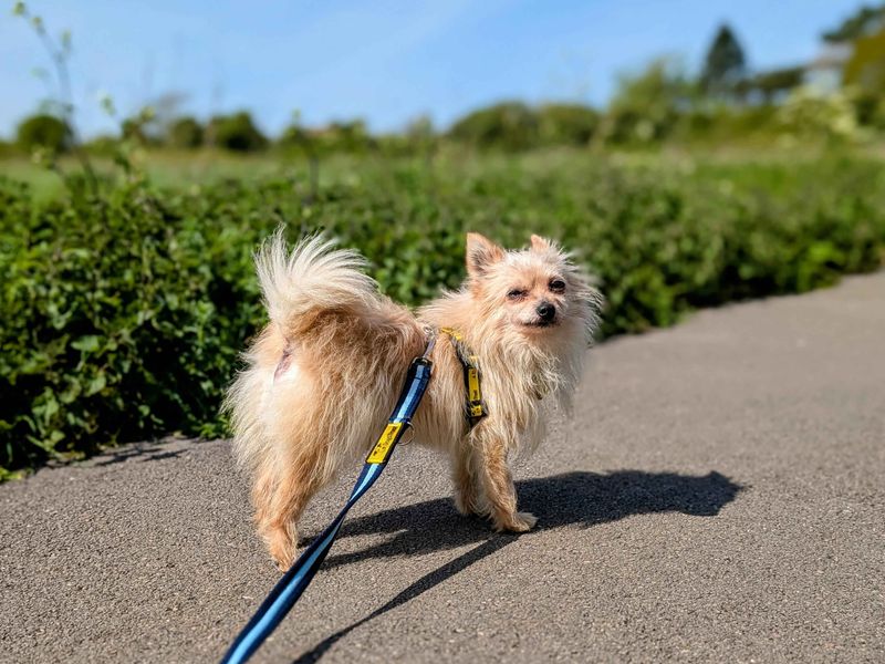 Crouton - Image 8 of 9