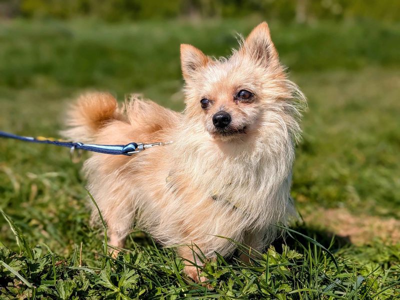 Yorkshire Terrier Dogs And Puppies For Adoption