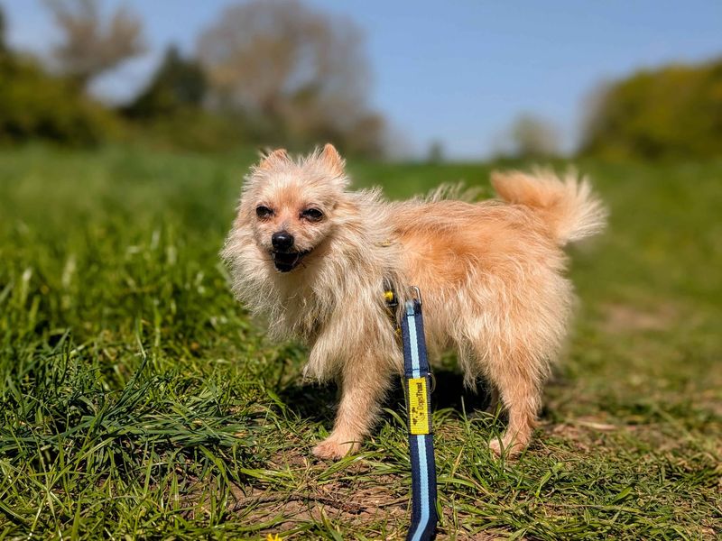 Crouton - Image 9 of 9