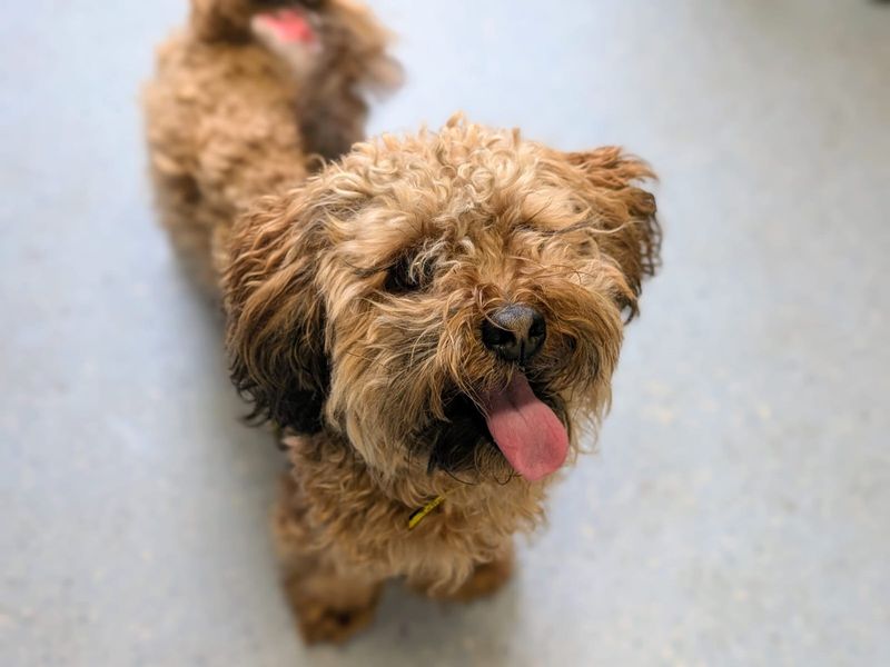 Poodle Dogs And Puppies For Adoption