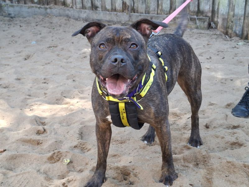 Remi | Terrier (Staffordshire Bull) | Ilfracombe - 3