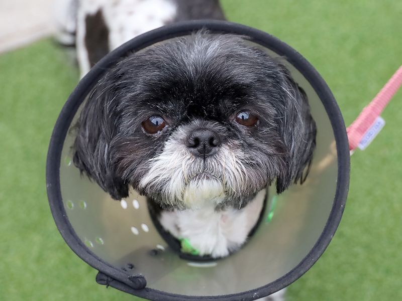 undefined | Shih Tzu | undefined - 3