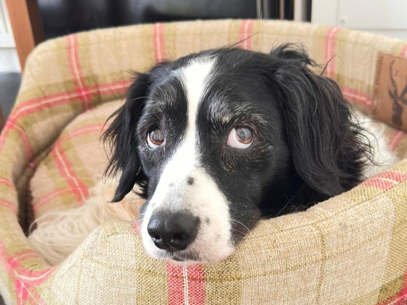 Bonnie - Image 4 of 4