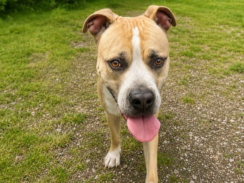 American Bulldog Dogs And Puppies For Adoption