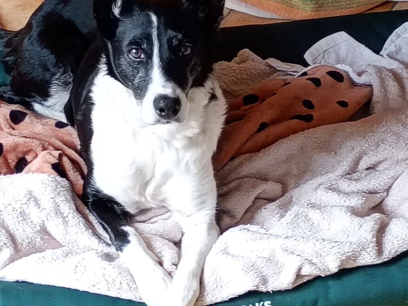 Kelly | Collie (Border) | Loughborough - 3
